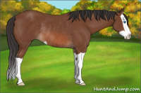 Horse Color:Bay Splash Rabicano 