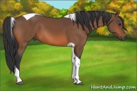 Horse Color:Bay Tobiano