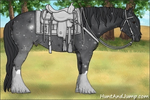 Horse Color: Black 