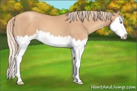 Horse Color:Gold Champagne Splash 