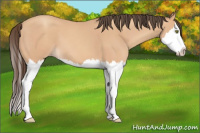 Horse Color:Amber Champagne Splash 