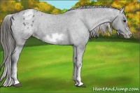 Horse Color:White Spotted Blue Roan Splash Frame Appaloosa 