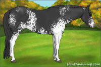 Horse Color:White Spotted Black