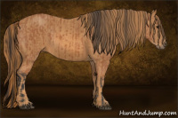 Horse Color:Bay  Brindle