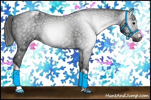 Horse Color:Gray Black Appaloosa 