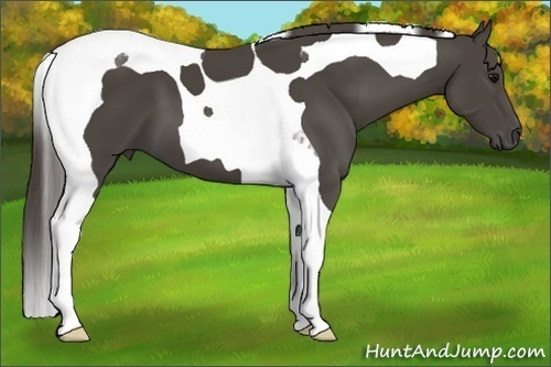 Horse Color:Smoky Black Tobiano