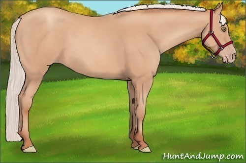 Horse Color:Silver Amber Champagne