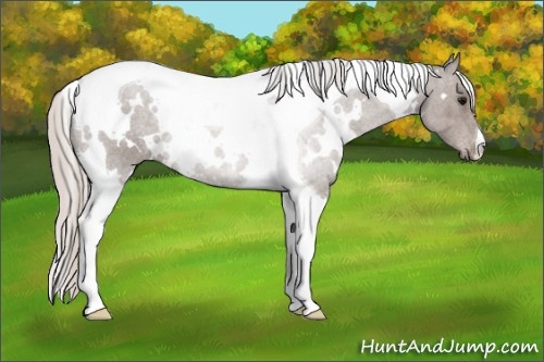 Horse Color: White Spotted Silver Black Tobiano 
