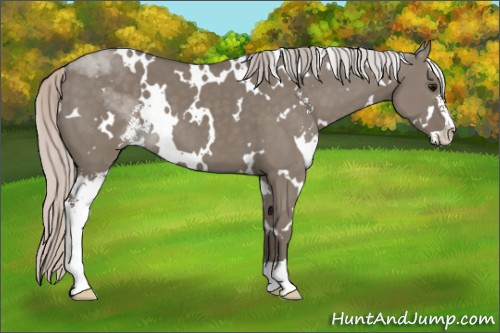 Horse Color: White Spotted Silver Grullo Sabino 