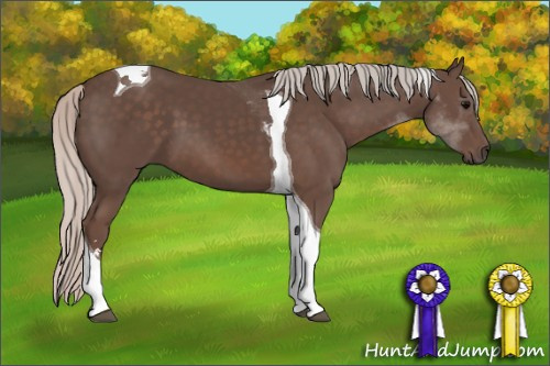 Horse Color: Silver Black Sabino Tobiano 