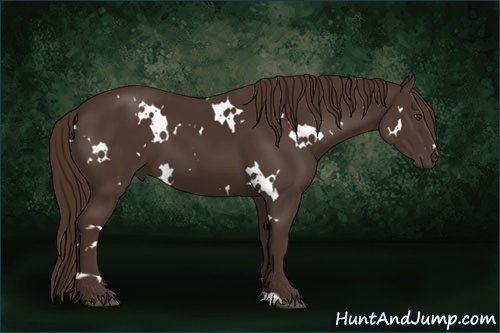 Horse Color: White Spotted Liver Chestnut Sabino 