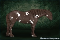 Horse Color:White Spotted Liver Chestnut Sabino 