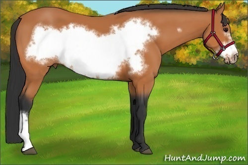 Horse Color:Bay Frame 