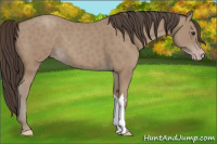 Horse Color:Classic Champagne 