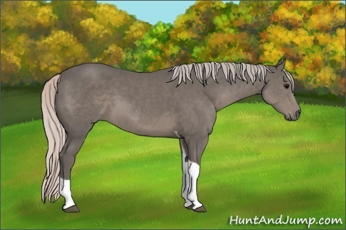 Horse Color: Silver Black Sabino Tobiano 