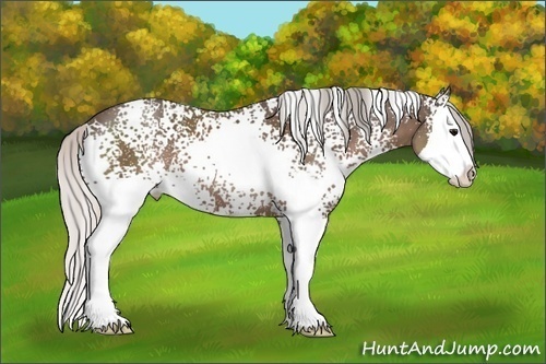 Horse Color: White Spotted Silver Black Splash 