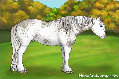 Horse Color: White Spotted Silver Grullo Splash 