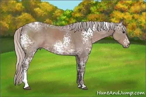 Horse Color: White Spotted Silver Black Ice Sabino 