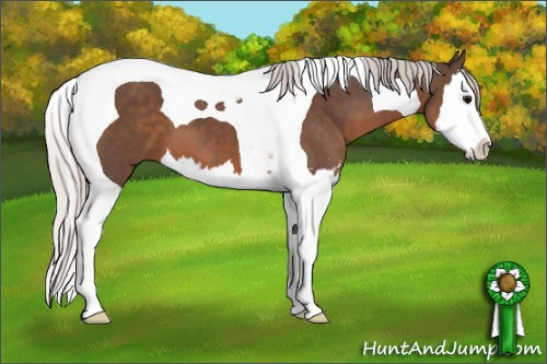 Horse Color: Silver Black Sabino Splash Tobiano 