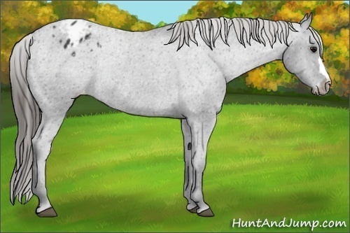 Horse Color:Black Blanket Rabicano 