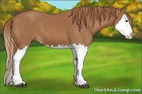 Horse Color:Chestnut Splash 