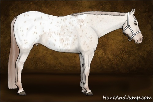 Horse Color: Red Dun Blanket 
