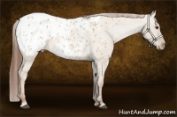 Horse Color:Red Dun Appaloosa 