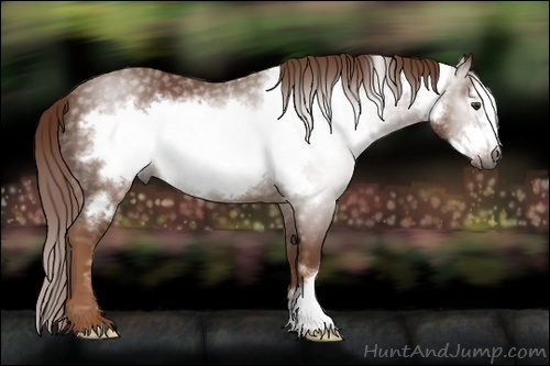 Horse Color:Gray Chestnut Frame 