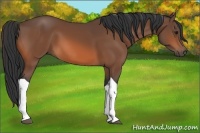Horse Color:Bay Tobiano 