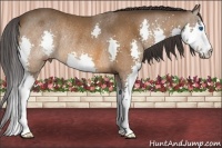 Horse Color:Buckskin Splash Rabicano