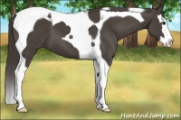 Horse Color:Smoky Black Splash Tobiano 