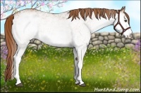 Horse Color:White Spotted Chestnut 