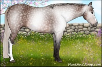 Horse Color:Gray Silver Bay 