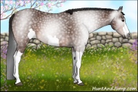 Horse Color:Gray Bay 