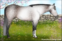 Horse Color:Gray Bay 
