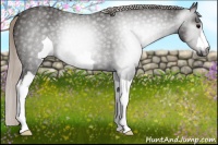 Horse Color:Gray Silver Black 