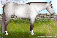 Horse Color:Gray Red Roan 
