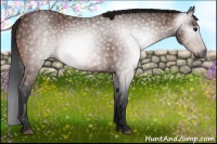 Horse Color:Gray Bay 