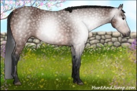Horse Color:Gray Bay 