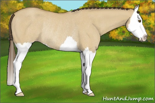 Horse Color: Classic Cream Champagne Dun Splash Rabicano 