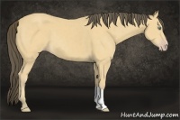 Horse Color:Amber Cream Champagne 