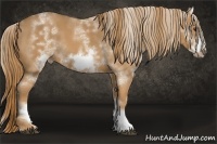 Horse Color:White Spotted Chestnut Frame 