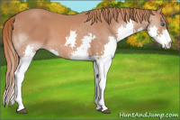 Horse Color:Liver Chestnut Splash 