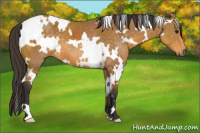 Horse Color:White Spotted Buckskin