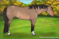Horse Color:Bay Dun Sabino