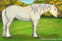 Horse Color:White Spotted Palomino Ice Dun 