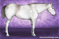 Horse Color:Gray White Spotted Bay