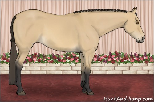 Horse Color: Buckskin Dun 