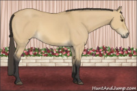 Horse Color:Buckskin Dun 