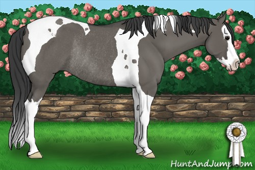 Horse Color: Grullo Sabino Splash Tobiano Rabicano 